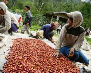 Workers lay out coffee cherries on drying beds at Toarco, Indonesia