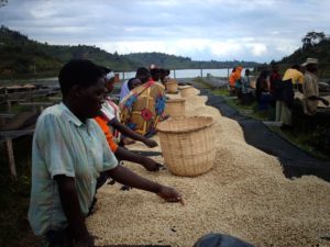 Workers sorting coffee beans on drying beds