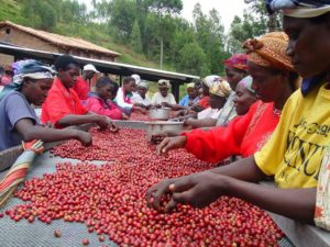Workers sorting coffee cherries in Rwanda
