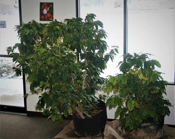 coffee trees, planted indoors