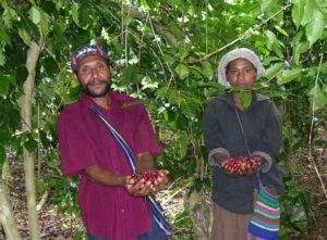 Two workers holding handsfull of coffee cherries