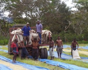 Workers bagging up dried coffee beans in Papua New Guinea