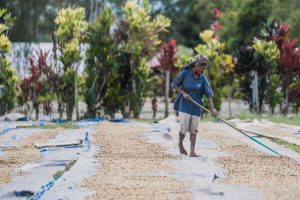 Worker sorting coffee beans on drying beds at Kunjin, Papua New Guinea