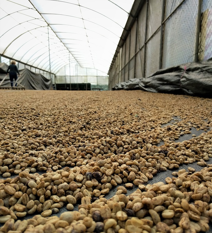 drying coffee beans in greenhouses