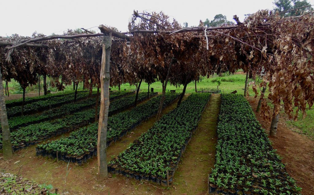 Coffee seedlings in a nursery in Burundi