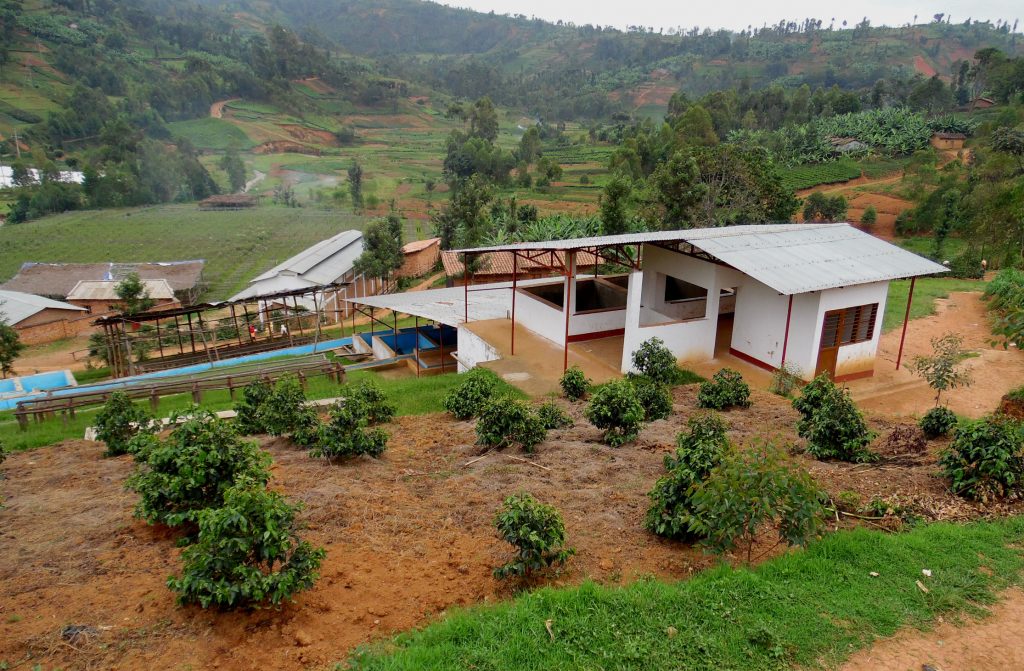 Young coffee plants on a hill above processing facilities in Burundi