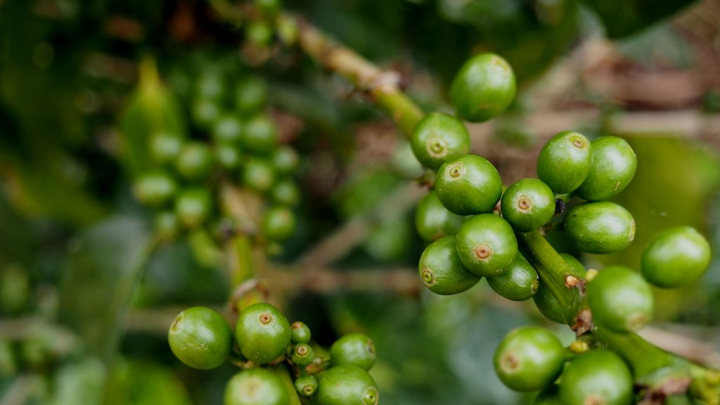 costa rica green coffee bean