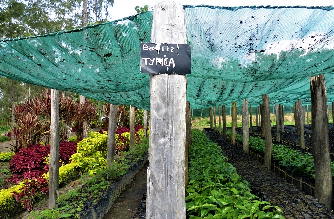 Typica coffee plants