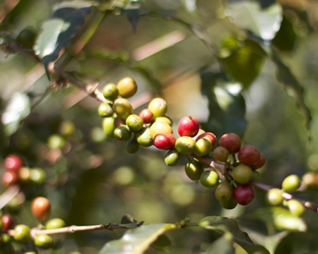 Coffee cherries on plant in Ethiopia