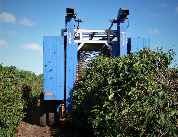 mechanical coffee harvester