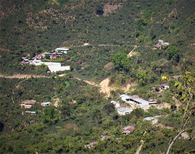 mountainous coffee plantation