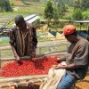 Two workers sorting coffee cherries outdoors in Rwanda