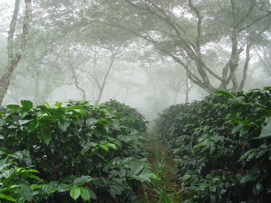 Nicaragua coffee estate in the rain