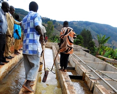 Mzuzu Co-op workers washing coffee beans in Malawi