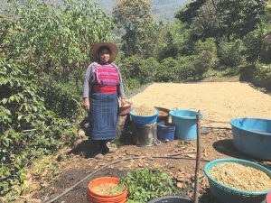 Woman standing next to drying bed and buckets of coffee beans