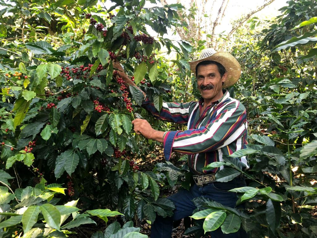 Man showing off coffee cherries on plant