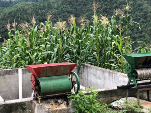 Corn growing near processing equipment