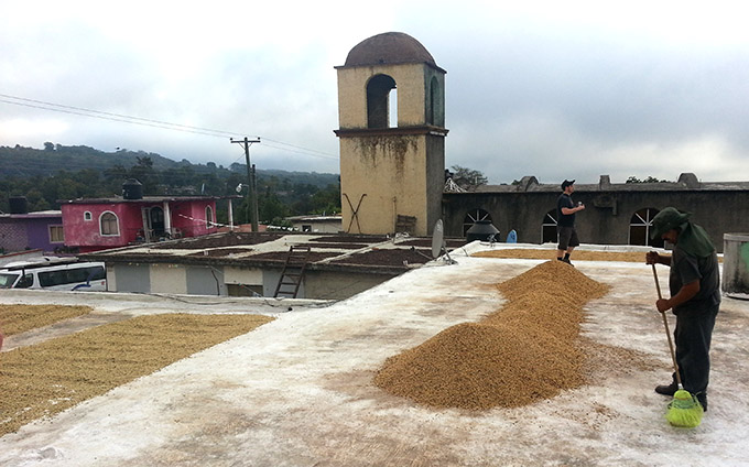 coffee beans drying on rooftops