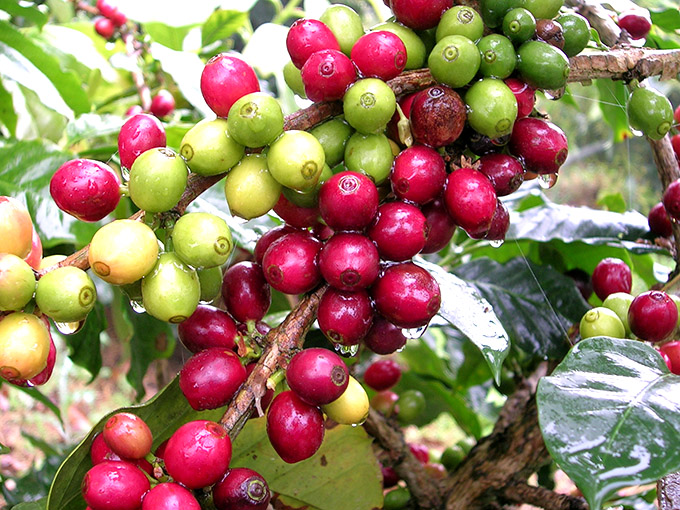 coffee cherries