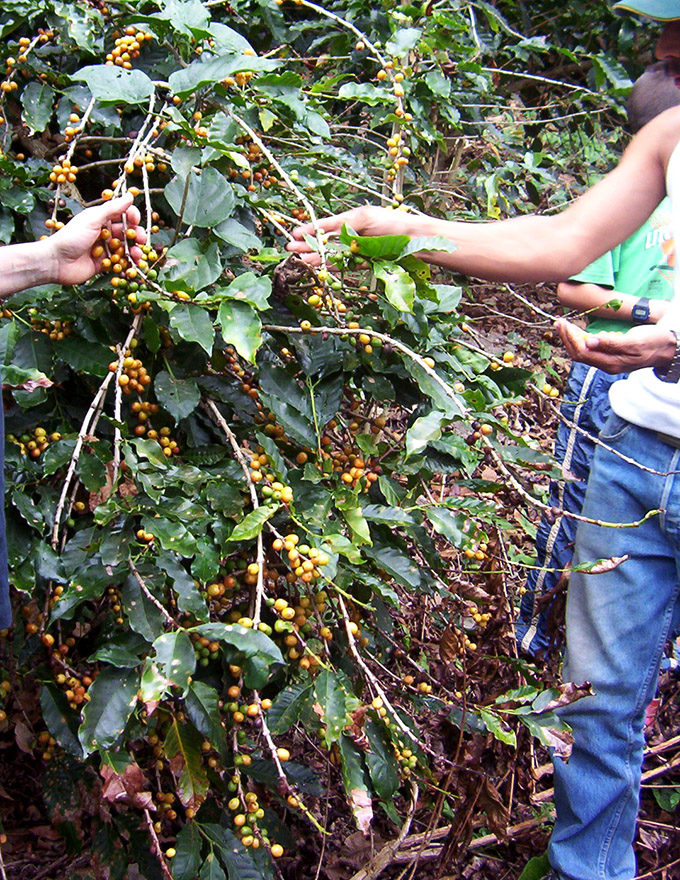 coffee cherries