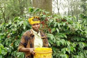 edelweiss farmer holding a bucket in front of coffee plant in Tanzania