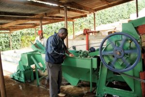 Worker processing beans on a coffee mill at edelweiss estate in Tanzania