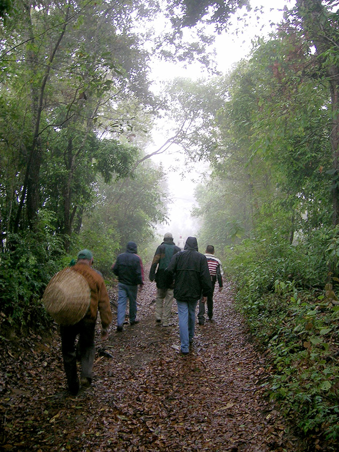 forest path