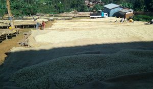 hartume coffee bean drying beds