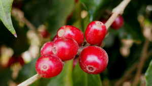 kachalu coffee cherries