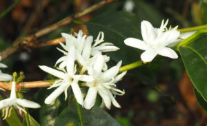 kachalu coffee flowers