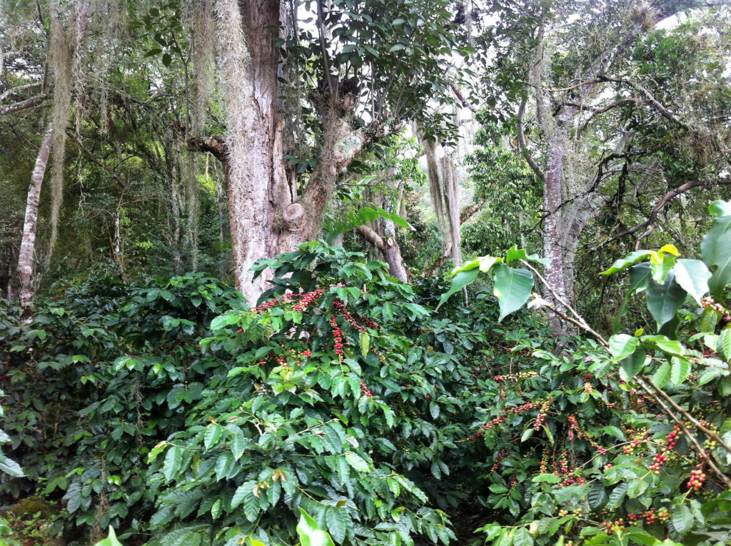 kachalu forest