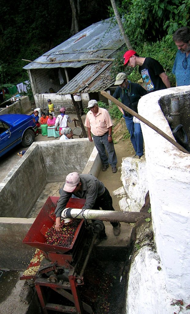 processing coffee cherries