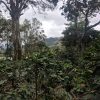 selva negra coffee field in Nicaragua