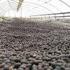 Coffee cherries drying into natural beans at selva negra, Nicaragua