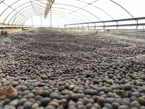 Coffee cherries drying into natural beans at selva negra, Nicaragua