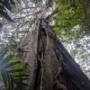 A very large tree in selva negra, Nicaragua