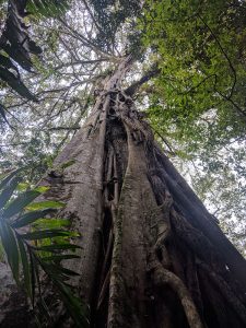 A very large tree in selva negra, Nicaragua