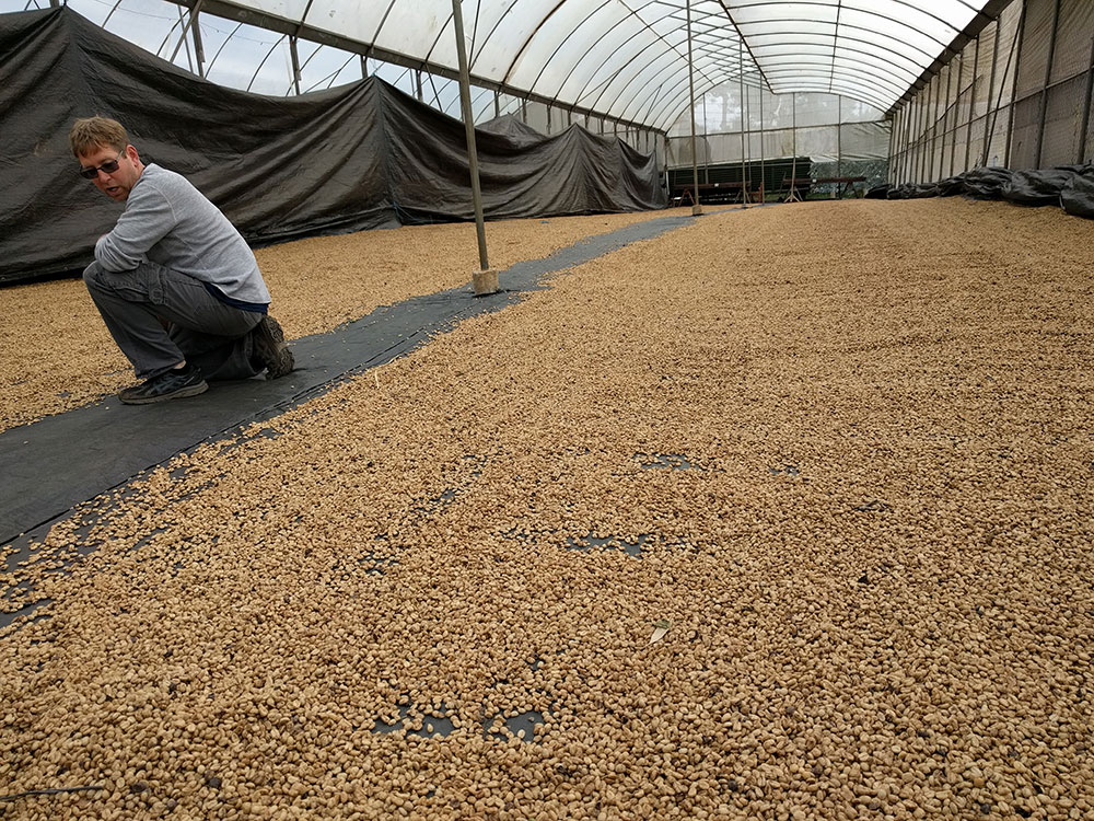 Coffee beans in drying beds at selva negra in Nicaragua