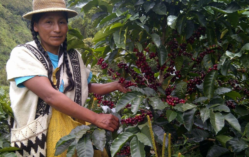 Colombian woman with coffee plant showing off the cherries
