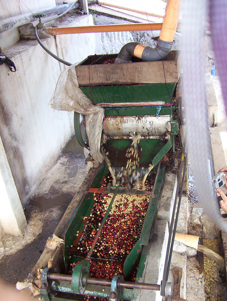 Coffee cherries being processed in a Vista Hermosa wet mill in Guatemala