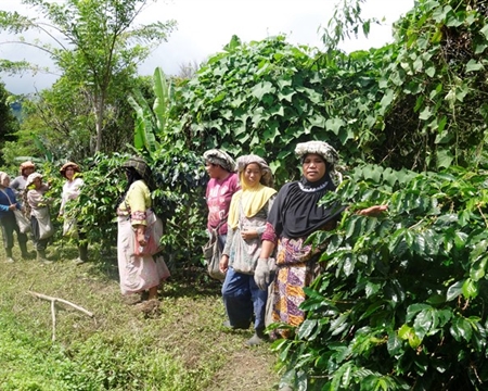 Workers standing among coffee plants at Takengon in Indonesian Sumatra