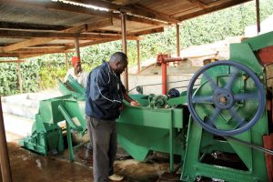 Two men processing coffee at Finagro Mill, Tanzania