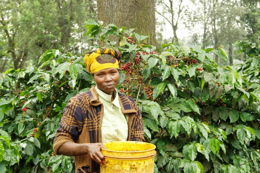 Worker holding a bucket in front of a coffee plant at Finagro Estate, Tanzania