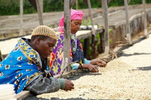 Two women sorting coffee beans at Finagro Estate, Tanzania