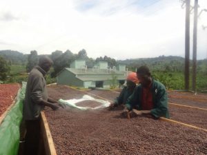 Kapkwai workers sorting coffee cherries on drying beds in Uganda
