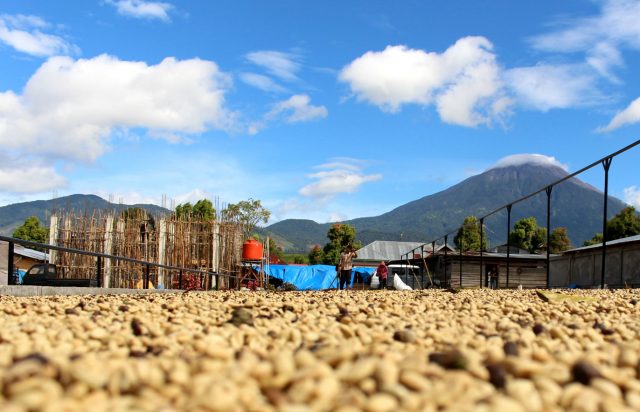Coffee beans drying at kerinci in Indonesian Sumatra