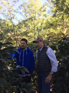 Two men inspecting coffee cherries on the plant at el tambor in Guatemala