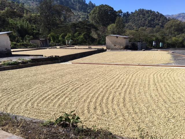 el tambor coffee bean drying field in Guatemala