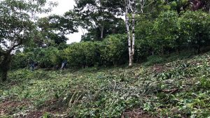 San Miguel Bonanza coffee field in Guatemala