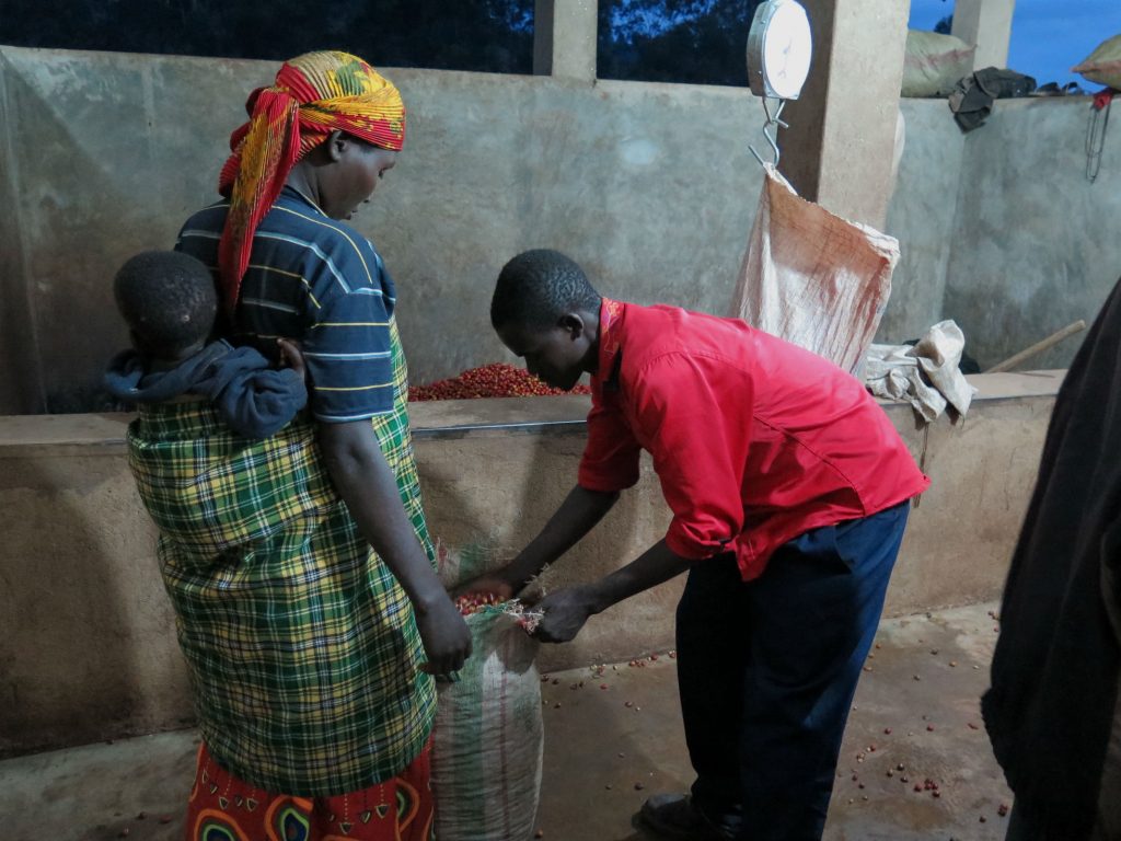 Worker with child on back helps another fill a large sack with coffee cherries, Burundi
